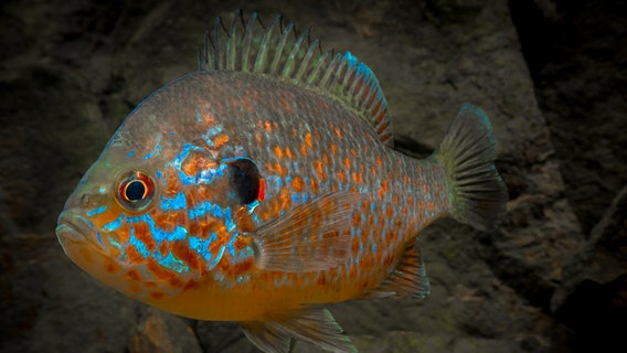 Ein Sonnenbarsch schwimmt im Wasser. © Matthias Emmrich / AVN 