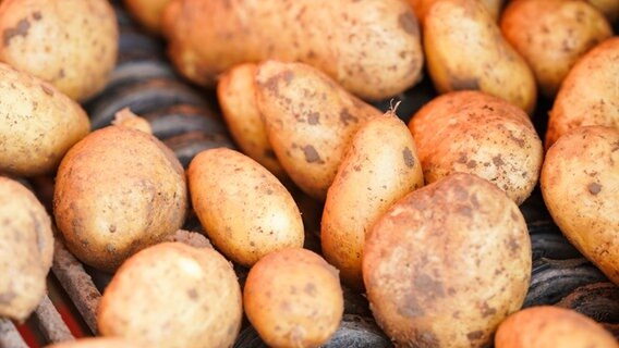 Kartoffeln liegen bei der Ernte auf einem Förderband. © picture alliance/dpa Foto: Uwe Anspach