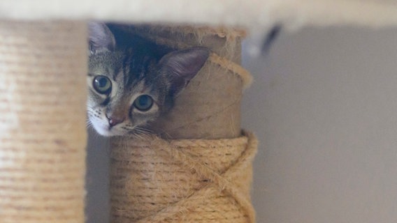 Eine als wild lebende, verwahrloste aufgegriffene, kleine Katze sitzt in einem Quaratänezimmer der Katzenhilfe Hannover e.V.. © picture alliance/dpa/Julian Stratenschulte Foto: Julian Stratenschulte