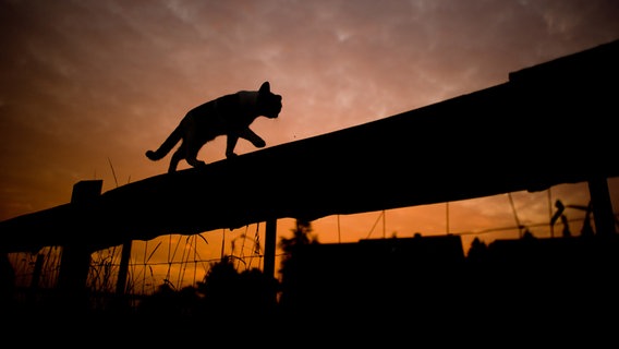Eine Katze läuft bei Sonnenaufgang über einen Zaun. © picture alliance/dpa Foto: Julian Stratenschulte