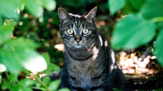 Eine Streunerkatze schaut unter einem Strauch hervor. © dpa-Bildfunk Foto: Julian Stratenschulte/dpa