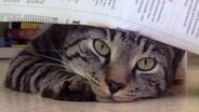 Eine Katze liegt unter einer Zeitung. © NDR Foto: Jörg Scheibe