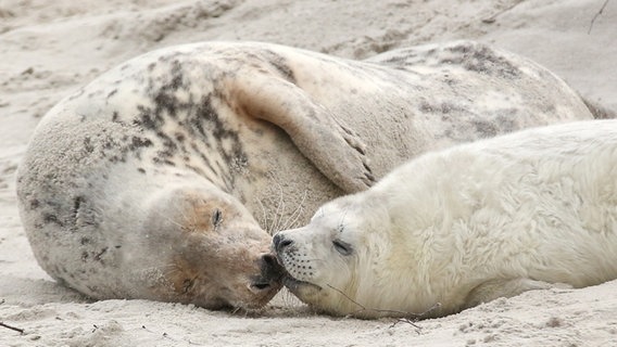 Eine junge Kegelrobbe und das Muttertier liegen am Strand der Düne vor der Hochseeinsel Helgoland. © Bodo Marks Foto: Bodo Marks