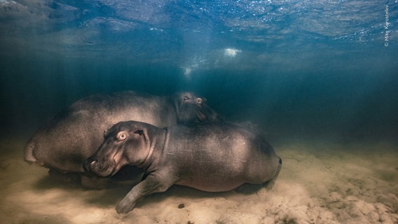 "Hippo Nursery", Mike Korostelev © Mike Korostelev, Wildlife Photographer of the Year Foto: Mike Korostelev