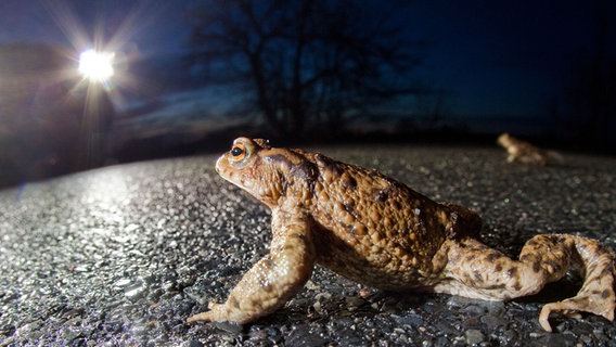 Eine Kröte krabbelt über eine Landstraße. © picture alliance / dpa | Patrick Pleul Foto: Patrick Pleul