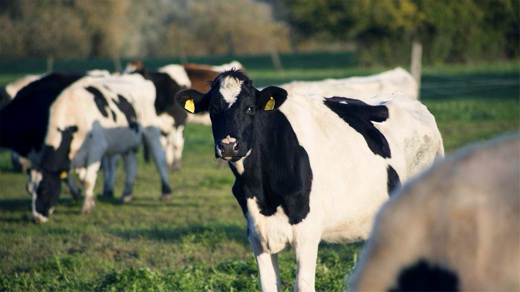 Konventionelle Landwirtschaft geht auch ökologischer | NDR.de