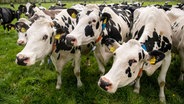 Schwarz-weiße Milchkühe stehen auf der Weide. © picture alliance/dpa/Sina Schuldt 