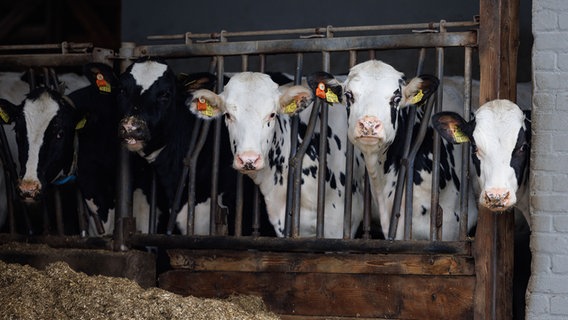 Kühe stehen in einem Stall. © picture alliance/dpa | Friso Gentsch Foto: Friso Gentsch