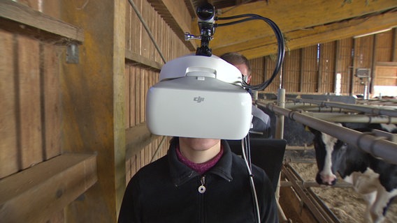 Eine Frau läuft mit einer VR Brille durch einen Kuhstall. © NDR 