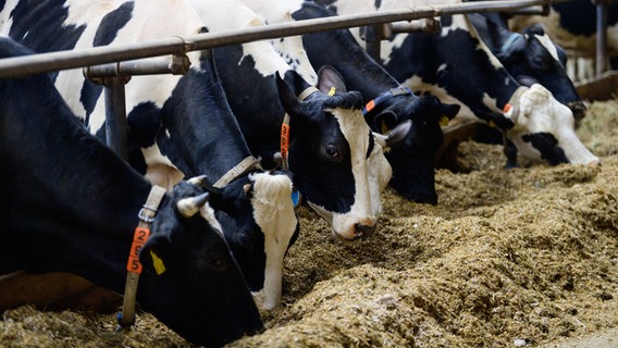 Kühe fressen Mischfutter in einem Stall. © dpa Foto: Soeren Stache