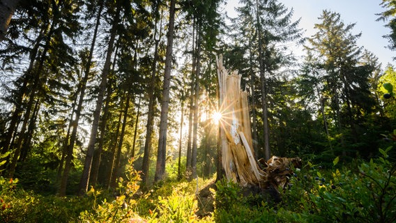 Die Sonne fällt durch eine Baumgruppe in einem Wald. © picture alliance/dpa | Julian Stratenschulte Foto: Julian Stratenschulte