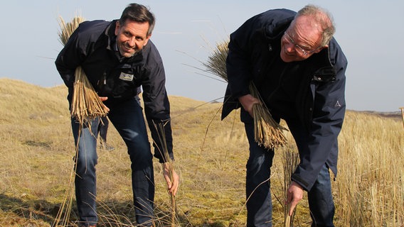 Minister Olaf Lies (SPD) pflückt zusammen mit Ministerpräsident Stephan Weil (SPD) Strandhafter auf Langeoog. © Niedersächsisches Ministerium für Umwelt, Energie, Bauen und Klimaschutz 