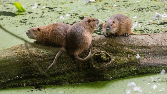 Drei Nutrias sitzen im Naturschutzgebiet Alte Leine in der Region Hannover auf einem Baumstamm. © dpa-Bildfunk Foto: Julian Stratenschulte