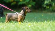 Ein angeleinter Hund auf einer Wiese. © picture alliance / dpa Themendienst Foto: Andrea Warnecke