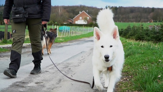 Eine Frau geht mit ihrem angeleinten Hund spazieren. © Nord-West-Media TV 