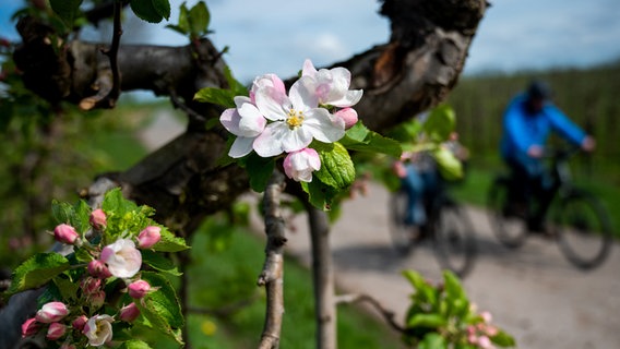 Ein Apfelbaum blüht im Alten Land, dahinter Radfahrer © dpa-Bilddfunk Foto: Daniel Bockwoldt