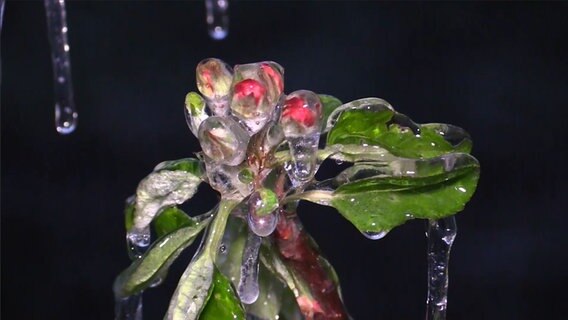 Ein schützender Eismantel hat sich um eine Apfelblüte gebildet. © Hellwig TV Elbnews Produktion 