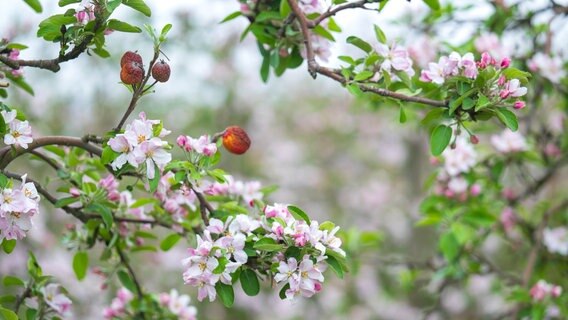 Jork: Apfelbäume blühen auf einer Obstplantage. © dpa-Bildfunk Foto: Sina Schuldt
