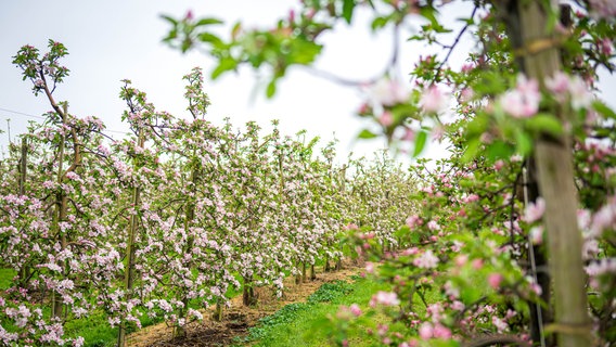 Jork: Apfelbäume blühen auf einer Obstplantage. © dpa-Bildfunk Foto: Sina Schuldt