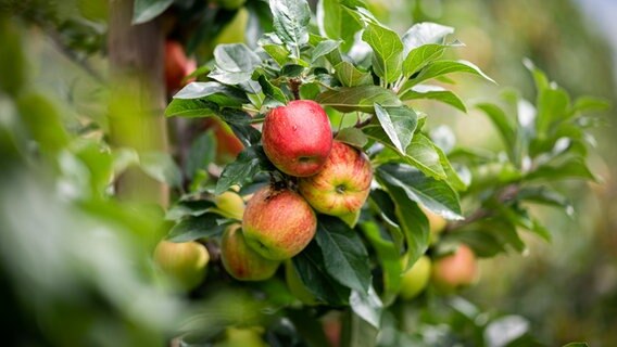 Äpfel hängen auf einem Obsthof im Alten Land am Baum. © dpa-Bildfunk Foto: Daniel Reinhardt