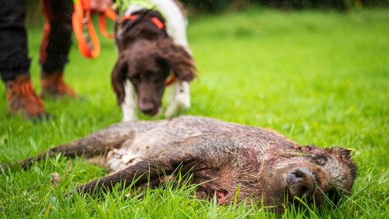 Mit einem Kadaversuchhund wird bei einer Praxisübung zur Bekämpfung der Afrikanischen Schweinepest (ASP) das Aufspüren von Wildschweinen trainiert. © picture alliance/dpa | Sina Schuldt Foto: Sina Schuldt