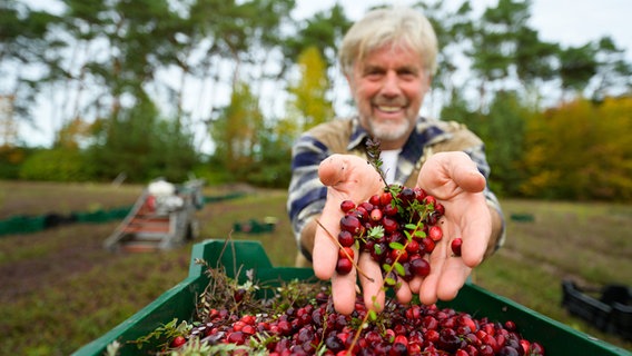 Wilhelm Dierking hält frisch geerntete Cranberries in den Händen. © dpa-Bildfunk Foto: Philipp Schulze