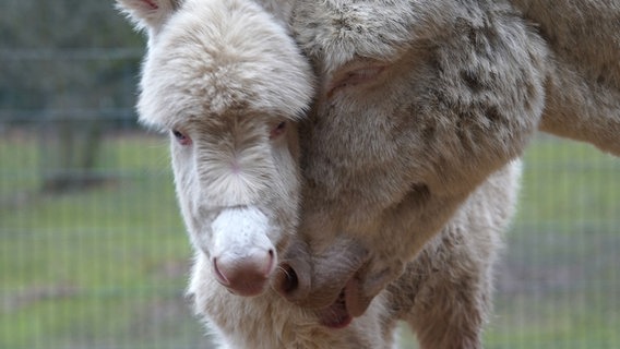 Ein Eselpfohlen kuschelt mit seiner Mutter. © Wildpark Schwarze Berge 