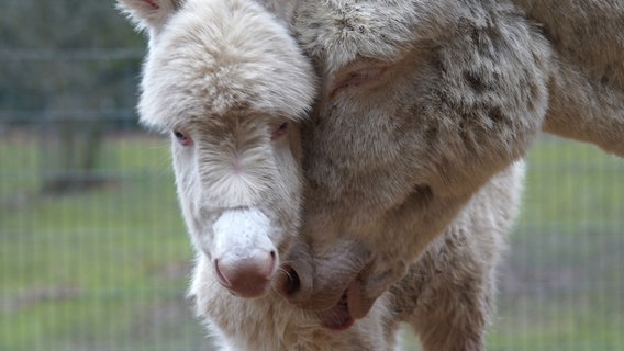 Ein Eselpfohlen kuschelt mit seiner Mutter. © Wildpark Schwarze Berge 