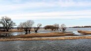 Landschaft an der Elbe © NDR Foto: Ann-Kristin Mennen