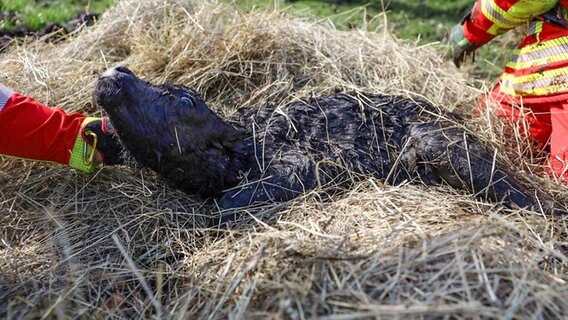Ein Galloway-Kalb liegt im Stroh. © Feuerwehr Lüneburg 