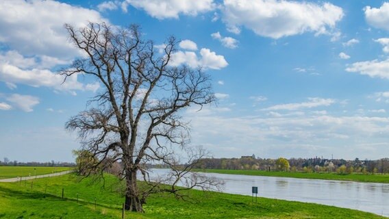 Das Auenland an der Elbe bei Geesthacht. Das Auenland an der Elbe bei Geesthacht. © picture alliance / Zoonar Foto: Birgit Seifert
