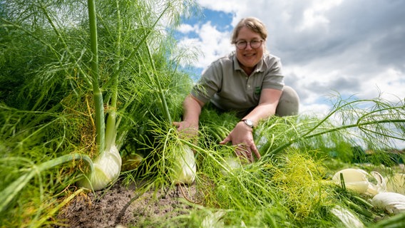 Frauke Garde, Gemüsebäuerin, kontrolliert auf einem Feld den Zustand des Fenchels. © Philipp Schulze/dpa Foto: Philipp Schulze