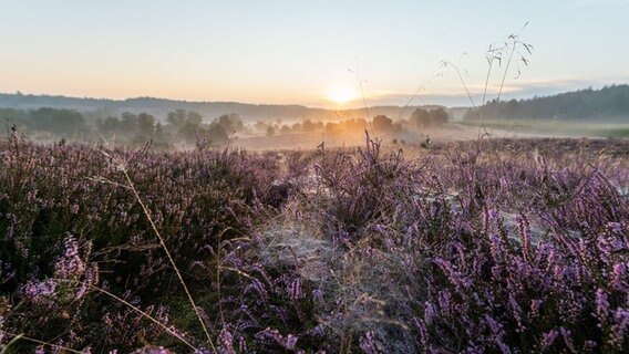 Sonnenaufgang in einer Heidelandschaft. © Philipp Schulze/dpa Foto: Philipp Schulze