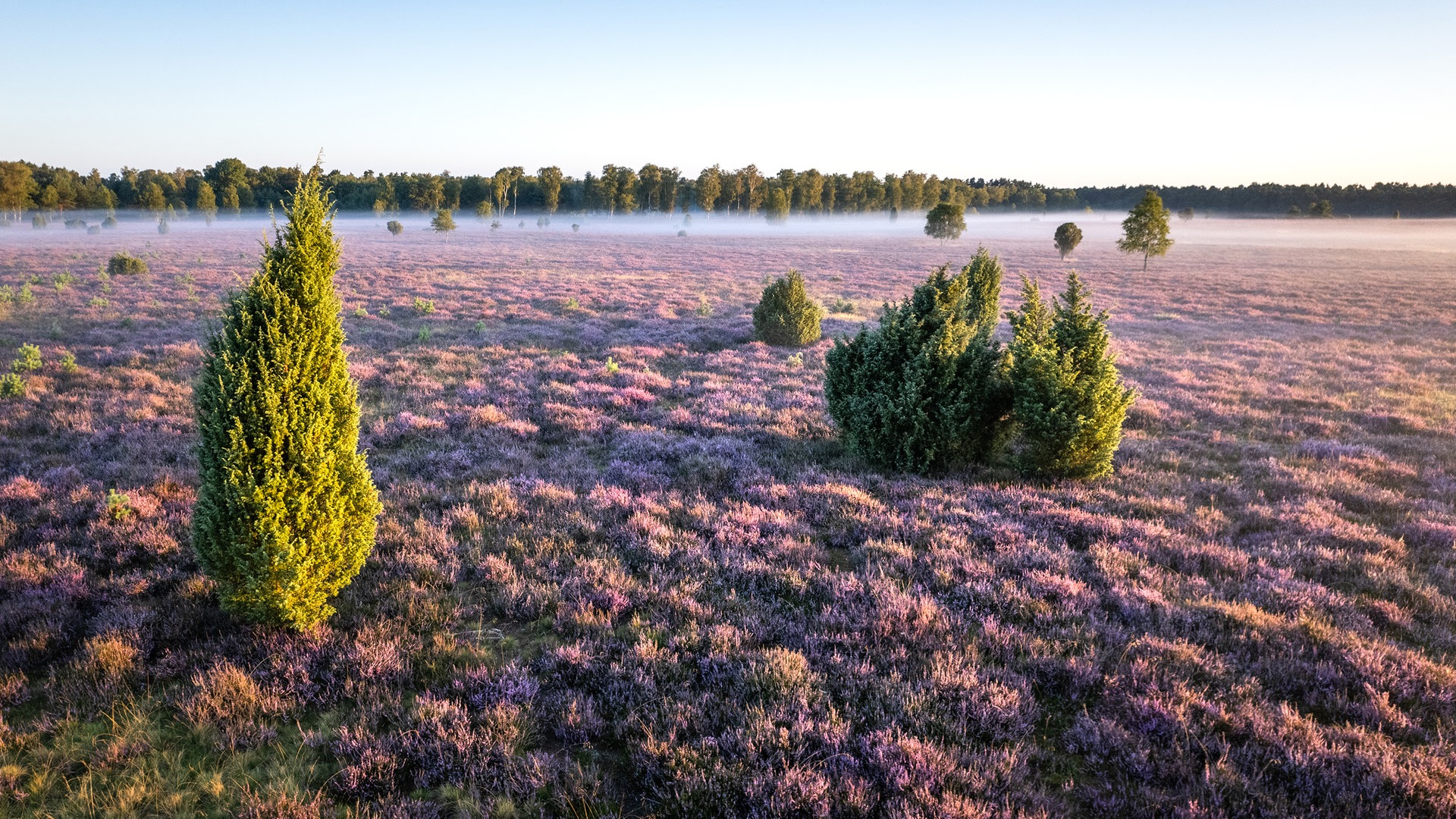 Heideblüte erreicht am Wochenende ihren Höhepunkt | NDR.de - Nachrichten -  Niedersachsen - Studio Lüneburg