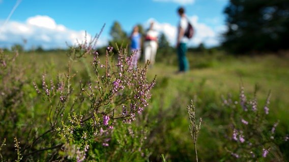 Touristen gehen nahe Amelinghausen durch eine Heidelandschaft. © dpa Foto: Philipp Schulze