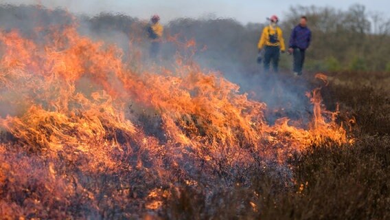Feuerwehrleute überwachen das Abbrennen einer Heidefläche bei Bispingen. © dpa Foto: Philipp Schulze