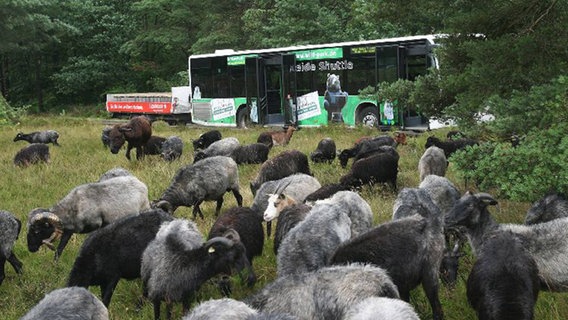 Ein Bus mit der Aufschrift "Heide Shuttle" fährt an Schafen vorbei. © Naturpark Lüneburger Heide 