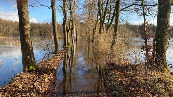 Die Ilmenau bei Lüneburg führt Hochwasser. © NDR Foto: Marcus Bensemann
