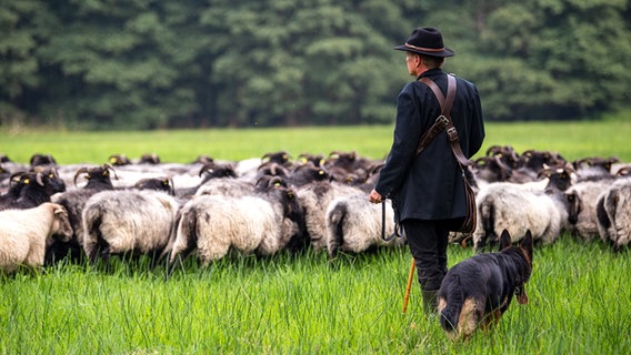 Schäfer Peter Brückner treibt mit seinen Hütehunden die Heidschnucken-Herde über eine Wiese. © dpa-Bildfunk Foto: Sina Schuldt