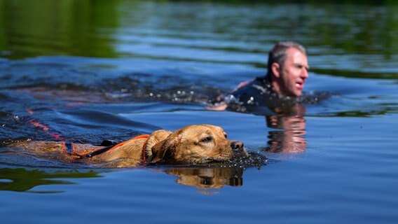Ein Mann und ein Hund schwimmen im Wasser. © Philipp Schulze/dpa Foto: Philipp Schulze