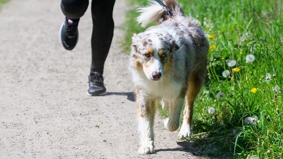 Ein Hund läuft auf einem Weg. © Philipp Schulze/dpa Foto: Philipp Schulze