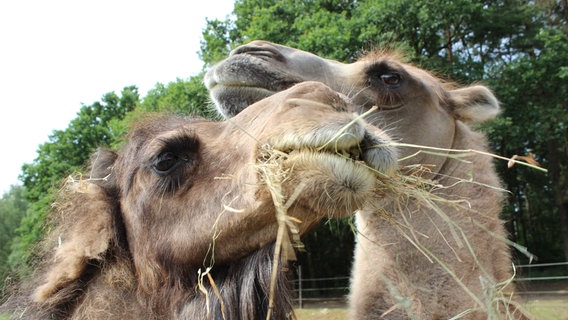 Zwei Kamele fressen Stroh. © NDR Foto: Ann-Kristin Mennen