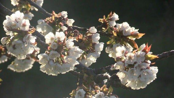 Kirschblüten hängen an einem Kirschbaum im Alten Land. © TV-Elbnews 