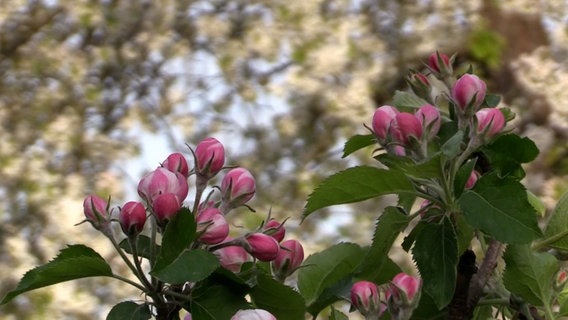 Kirsch- und Apfelblüten im Alten Land. © Hellwig TV-Elbnews Produktion 