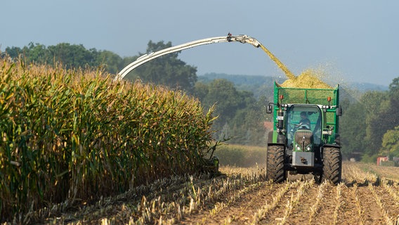 Ein Landwirt ist auf einem Feld mit der Maisernte beschäftigt. © dpa-Bildfunk Foto: Moritz Frankenberg