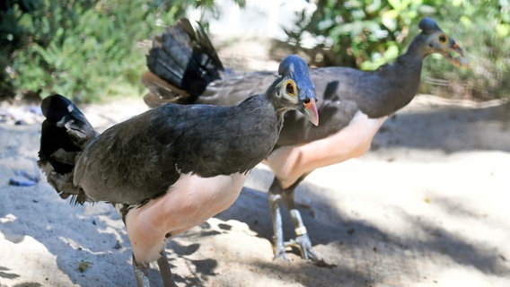 Niedersachsen, Walsrode: Ein Maleo-Hühner-Paar steht in einer sandigen Voliere im Vogelpark. © dpa-Bildfunk Foto: Holger Hollemann