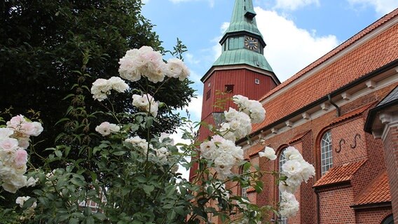 Vor einem historischen Gebäude steht ein Rosenbusch. © NDR Foto: Ina Kast