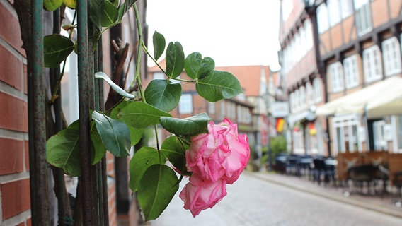 Eine Rose hängt vor einem Haus. © NDR Foto: Ina Kast