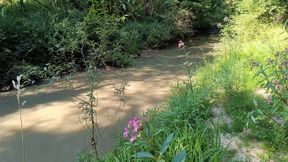 Ein verunreinigter Fluss mit trübem Wasser Ein verunreinigter Fluss mit trübem Wasser © Angelverein Weertzen / Angelverein Heeslingen