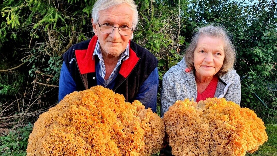 Krause Glucke: Pilzsammler finden 15-Kilogramm-Pilz | NDR.de ...